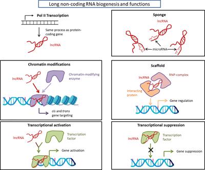 Non-Coding RNAs in Psychiatric Disorders and Suicidal Behavior